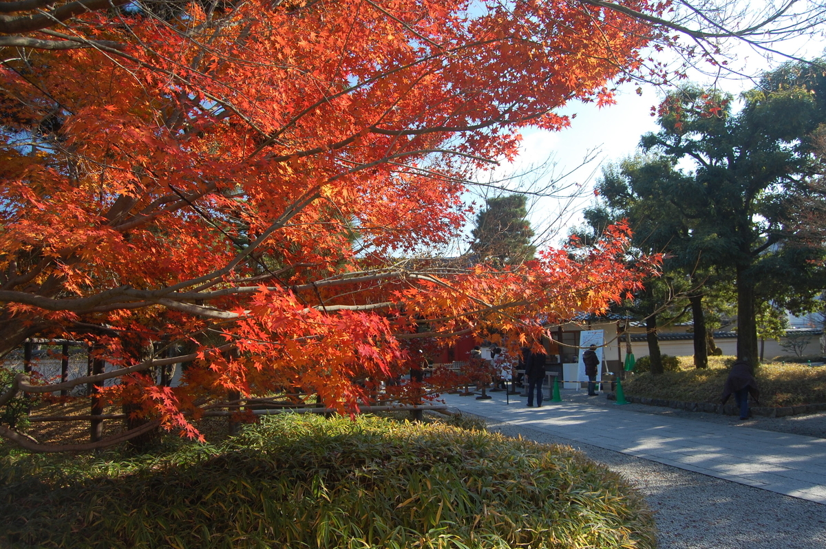 平等院・表門前の紅葉 見頃 2008年11月23日 撮影:MKタクシー