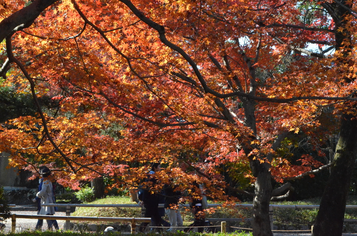 平等院・表門前の紅葉　見頃　2017年12月2日　撮影：MKタクシー