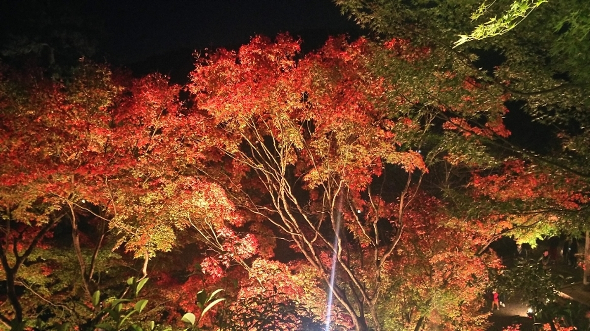 平等院の紅葉ライトアップ 見頃 2018年11月17日 撮影:MKタクシー