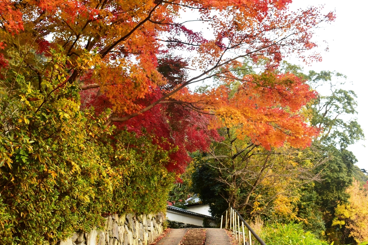 東禅院の紅葉プ 見頃 2018年12月1日 撮影:MKタクシー