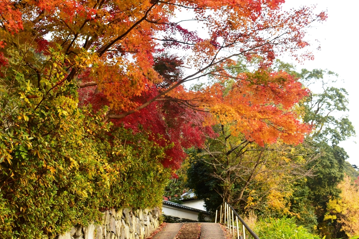 東禅院の紅葉プ　見頃　2018年12月1日　撮影：MKタクシー