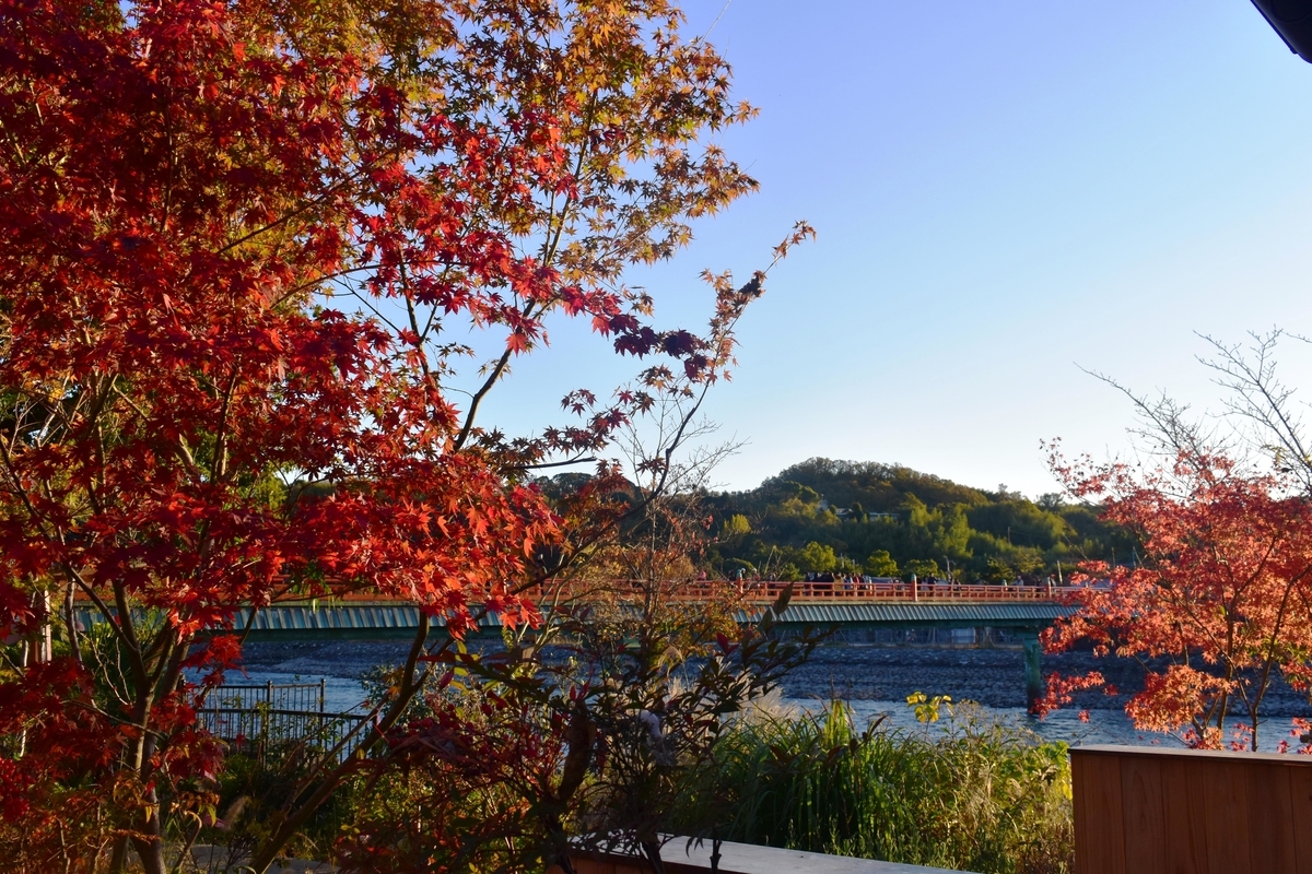 朝霧橋の紅葉　見頃　2018年11月24日　撮影：MKタクシー