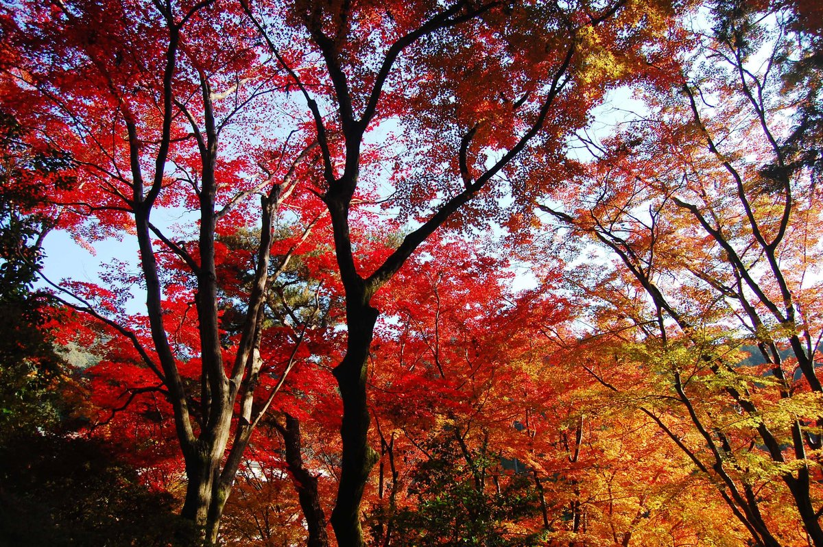 三室戸寺・本堂前の紅葉 見頃 2007年11月24日 撮影:MKタクシー
