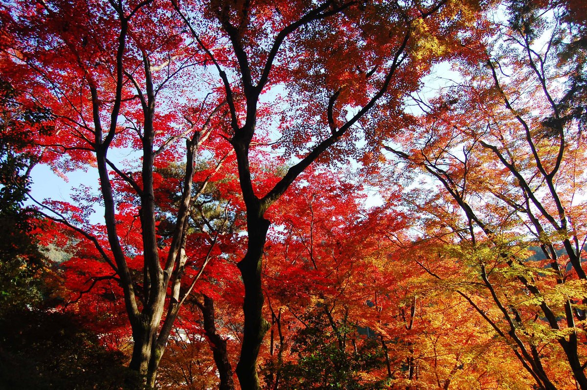 三室戸寺・本堂前の紅葉　見頃　2007年11月24日　撮影：MKタクシー