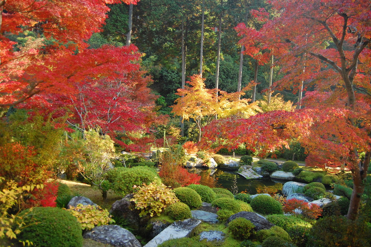 三室戸寺・石庭の紅葉 見頃 2007年11月24日 撮影:MKタクシー