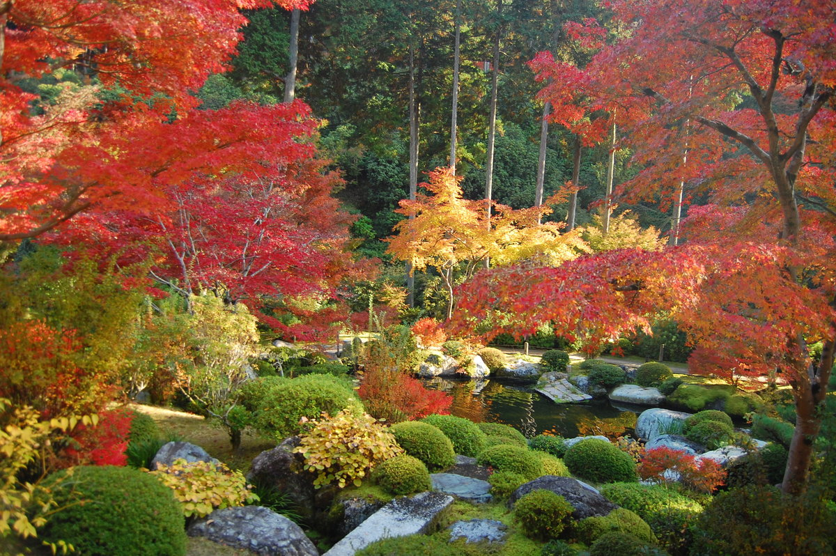 三室戸寺・石庭の紅葉　見頃　2007年11月24日　撮影：MKタクシー