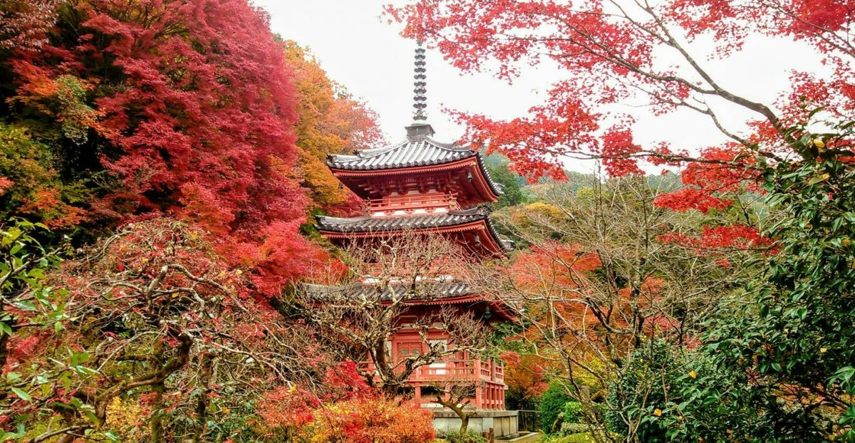 三室戸寺・三重塔の紅葉 見頃 2017年11月22日 撮影:MKタクシー