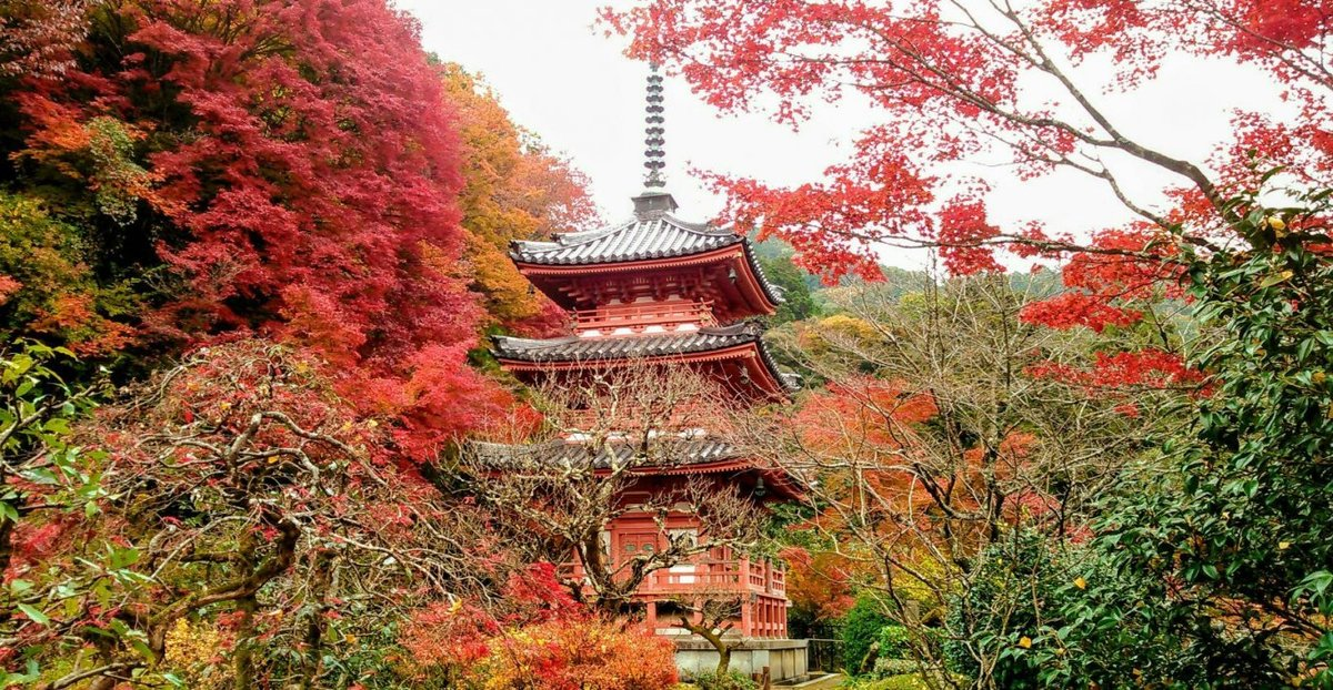 三室戸寺・三重塔の紅葉　見頃　2017年11月22日　撮影：MKタクシー