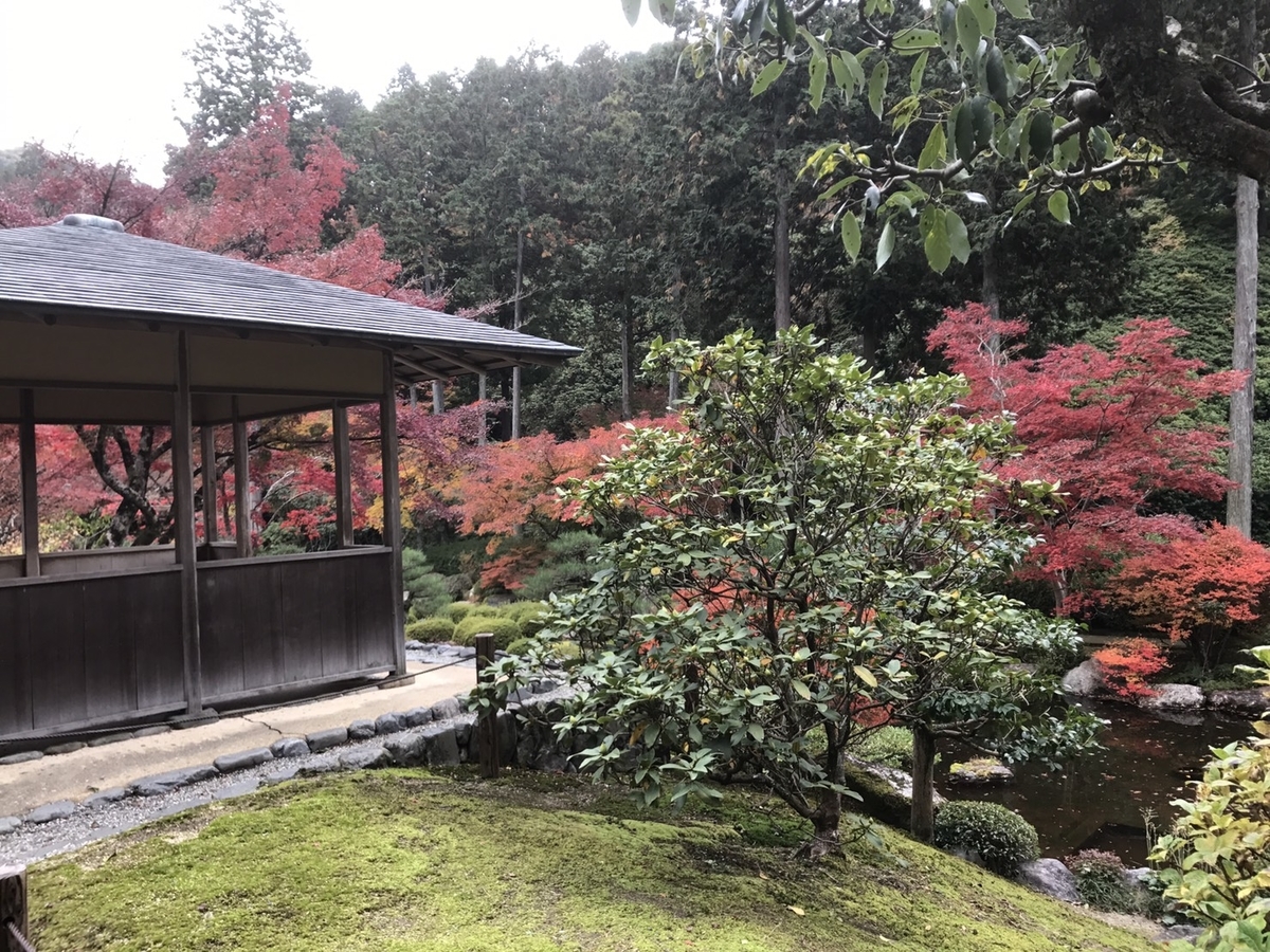 三室戸寺の紅葉　見頃　2017年11月20日　撮影：MKタクシー