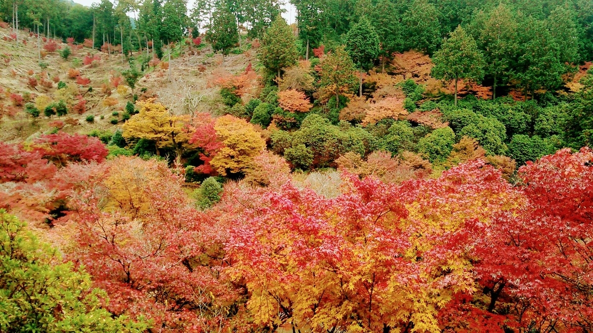 三室戸寺の紅葉　見頃　2017年11月223日　撮影：MKタクシー