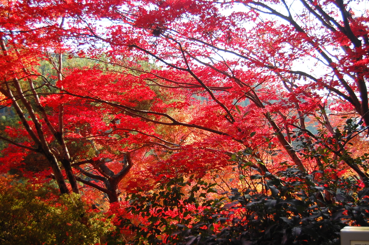 三室戸寺・本堂前の紅葉　見頃　2007年11月24日　撮影：MKタクシー