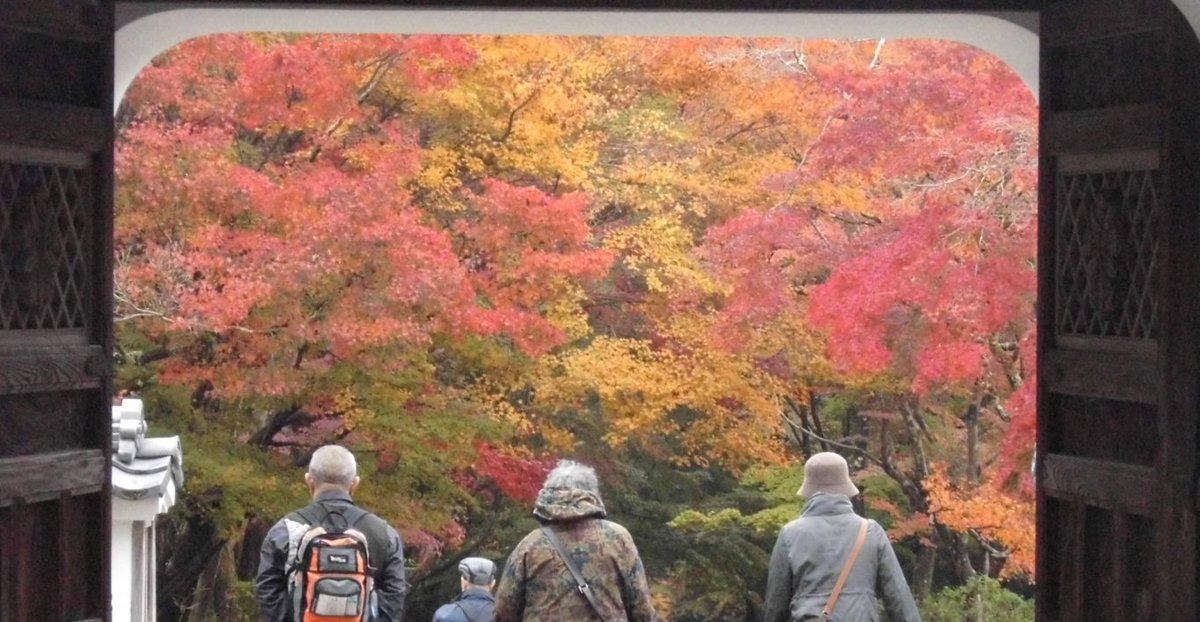 興聖寺・山門の紅葉 見頃 2016年11月20日 撮影:MKタクシー