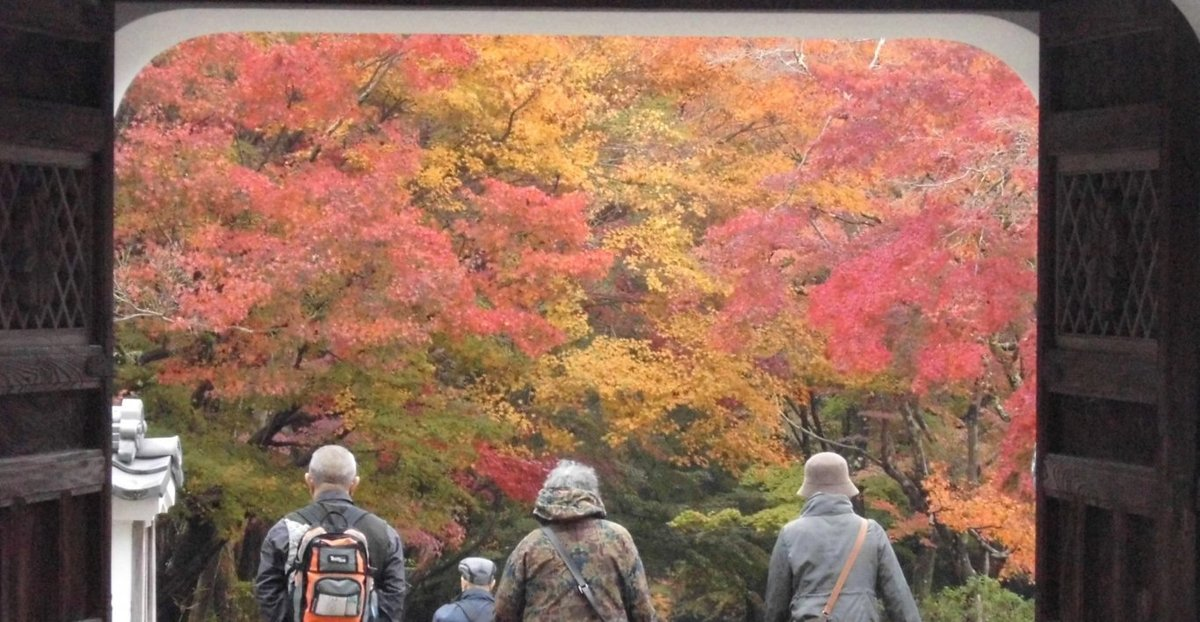 興聖寺・山門の紅葉　見頃　2016年11月20日　撮影：MKタクシー