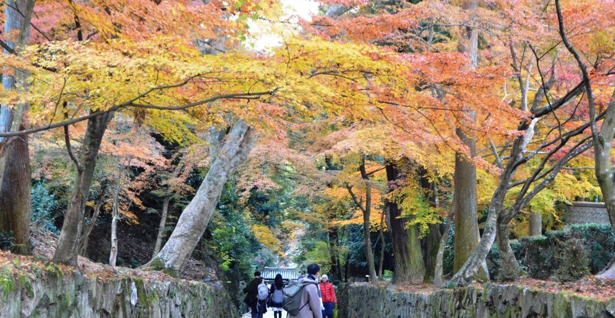 興聖寺・琴坂の紅葉 見頃 2107年12月2日 撮影:MKタクシー