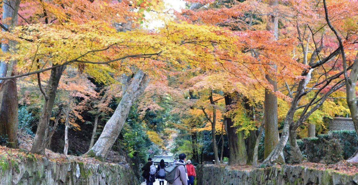 興聖寺・琴坂の紅葉　見頃　2107年12月2日　撮影：MKタクシー