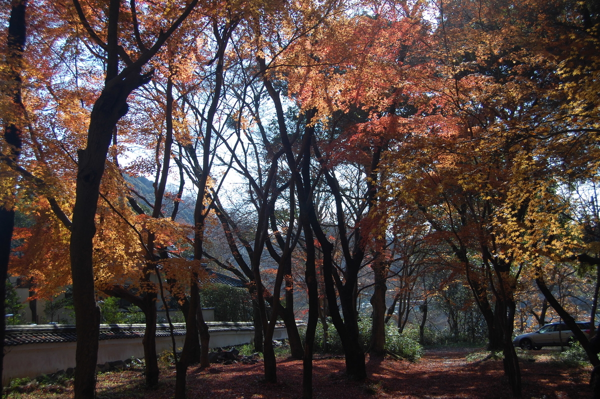 興聖寺・琴坂の紅葉　散りはじめ　2018年12月13日　撮影：MKタクシー