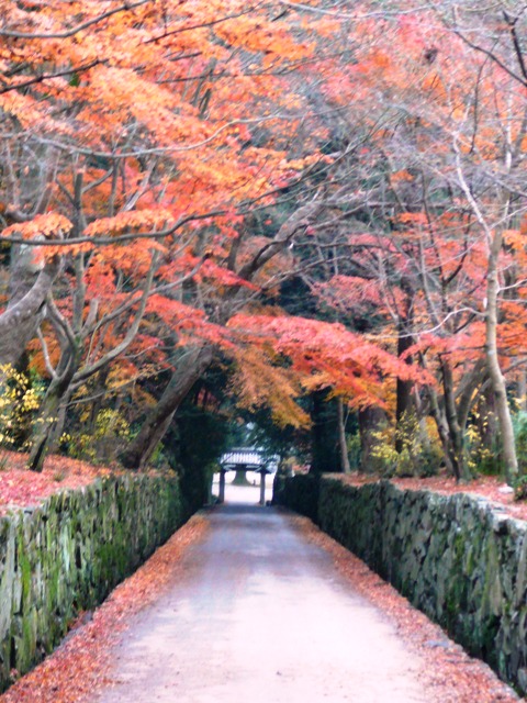 興聖寺・琴坂の紅葉　終わり近し　2006年12月16日　撮影：MKタクシー