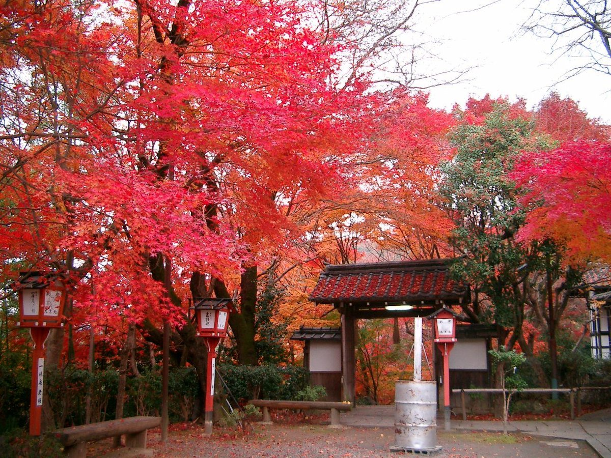 萬福寺・山門の紅葉 見頃 2017年12月2日 撮影:MKタクシー