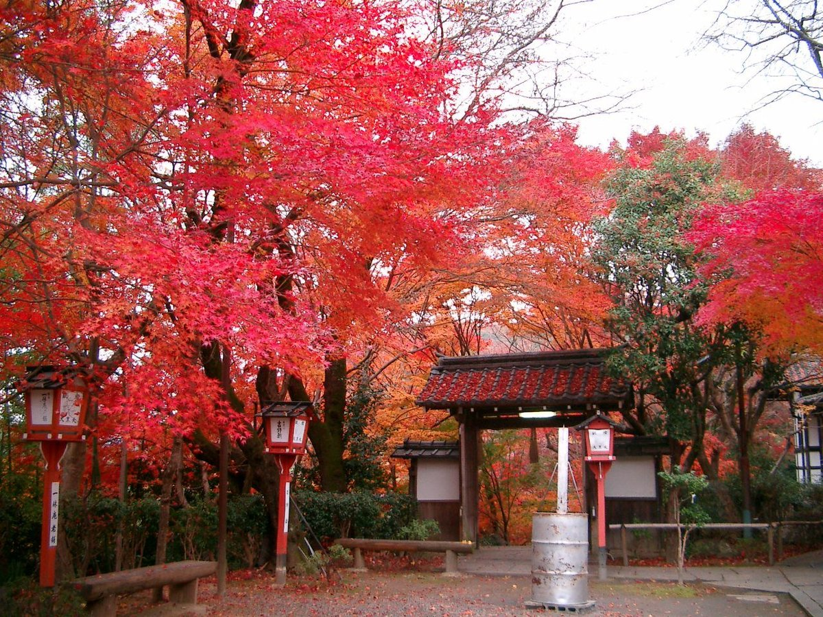 萬福寺・山門の紅葉　見頃　2017年12月2日　撮影：MKタクシー