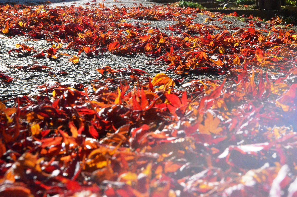 萬福寺の散紅葉 2017年12月2日 撮影:MKタクシー