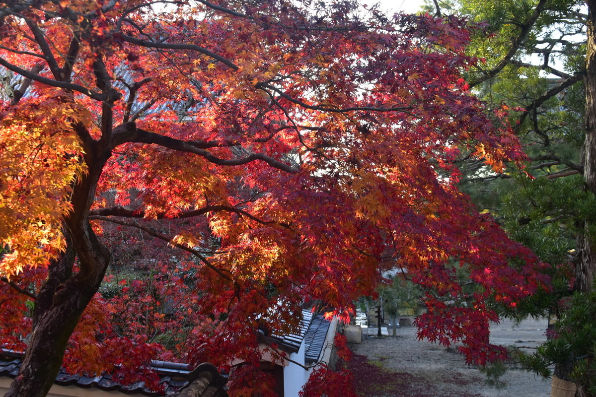 萬福寺の紅葉 見頃 2019年11月30日 撮影:MKタクシー