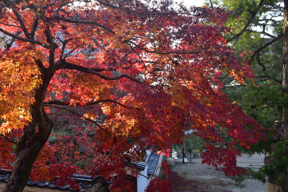 萬福寺の紅葉　見頃　2019年11月30日　撮影：MKタクシー