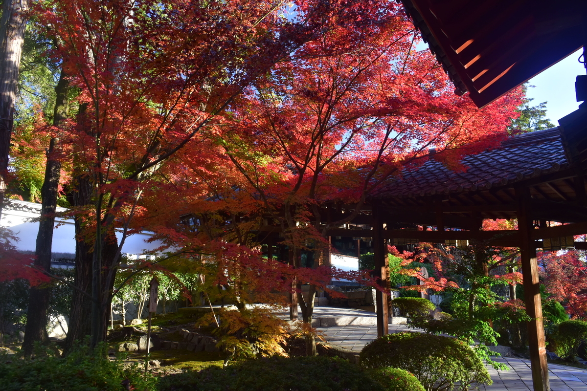 萬福寺の紅葉 見頃 2019年11月30日 撮影:MKタクシー