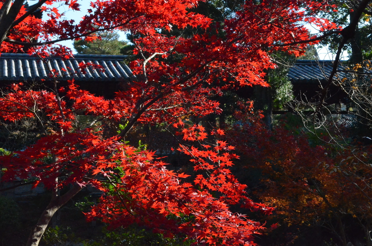 萬福寺の紅葉　見頃　2017年12月2日　撮影：MKタクシー