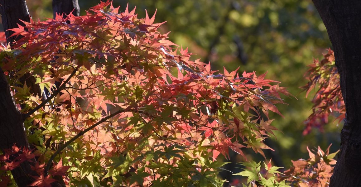 宇治市植物公園・秋のゾーンの紅葉 見頃近し 2018年11月11日 撮影:MKタクシー