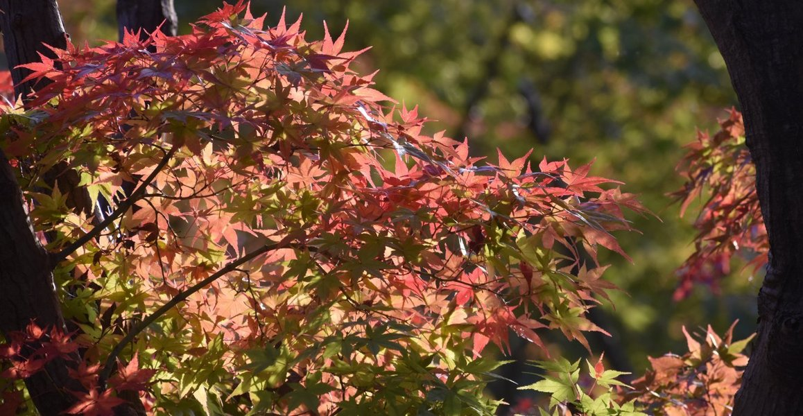 宇治市植物公園・秋のゾーンの紅葉　見頃近し　2018年11月11日　撮影：MKタクシー