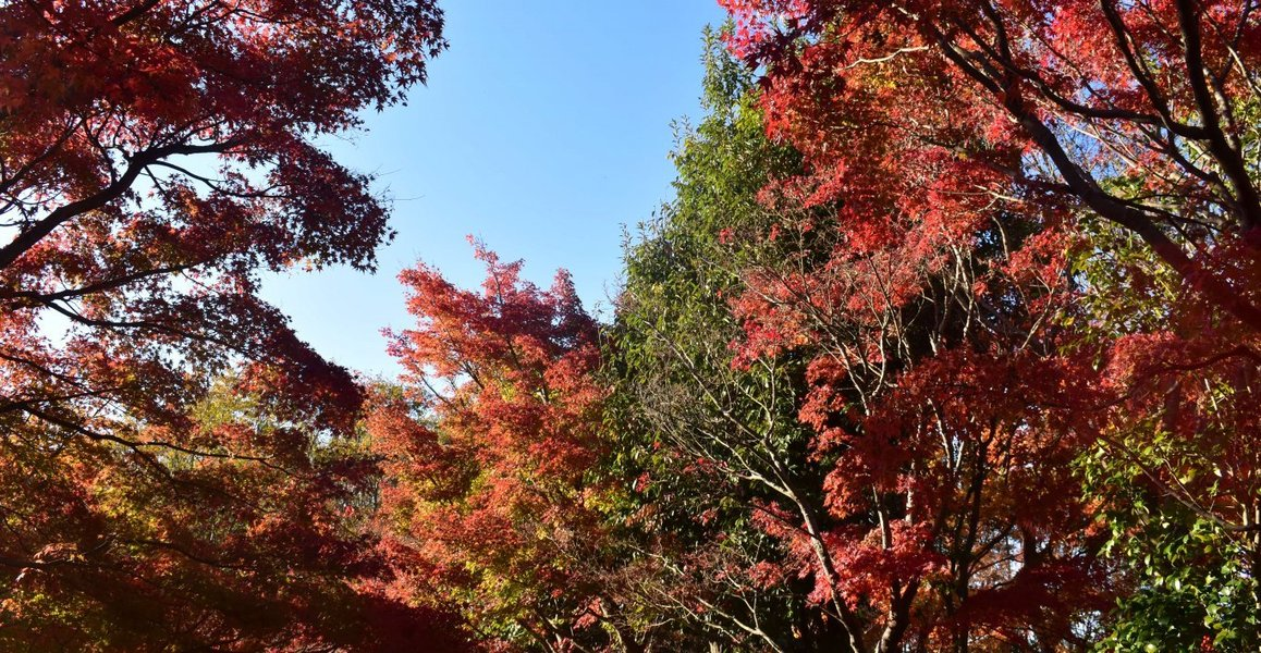 宇治市植物公園・秋のゾーンの紅葉 見頃 2018年11月24日 撮影:MKタクシー