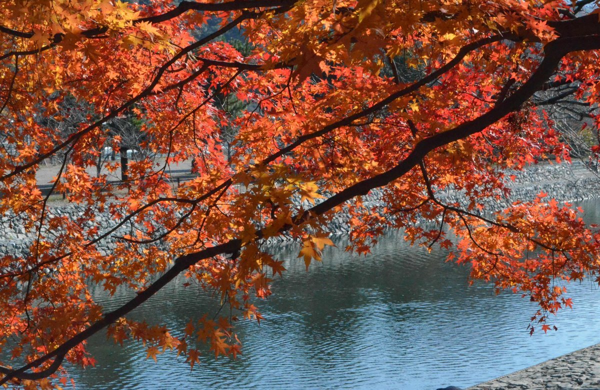 あじろぎの道の紅葉　見頃　2017年12月2日　撮影：MKタクシー