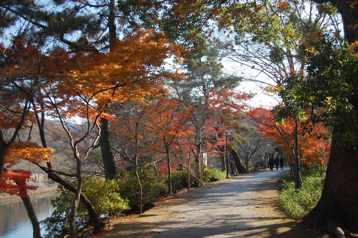 あじろぎの道の紅葉 見頃過ぎ 2008年12月13日 撮影:MKタクシー