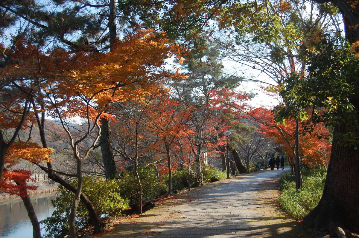 あじろぎの道の紅葉　見頃過ぎ　2008年12月13日　撮影：MKタクシー