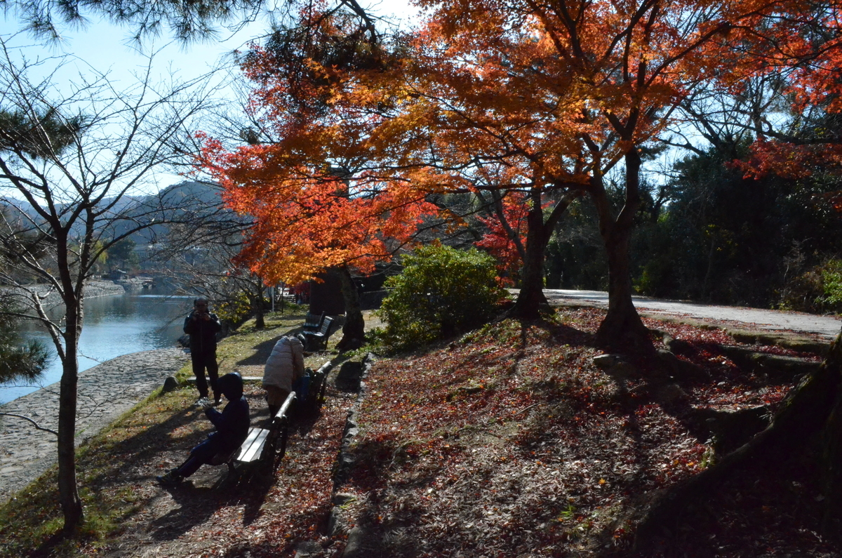 あじろぎの道の紅葉 見頃 2017年12月2日 撮影:MKタクシー