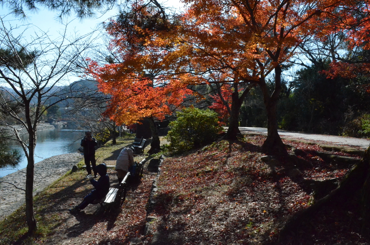 あじろぎの道の紅葉　見頃　2017年12月2日　撮影：MKタクシー