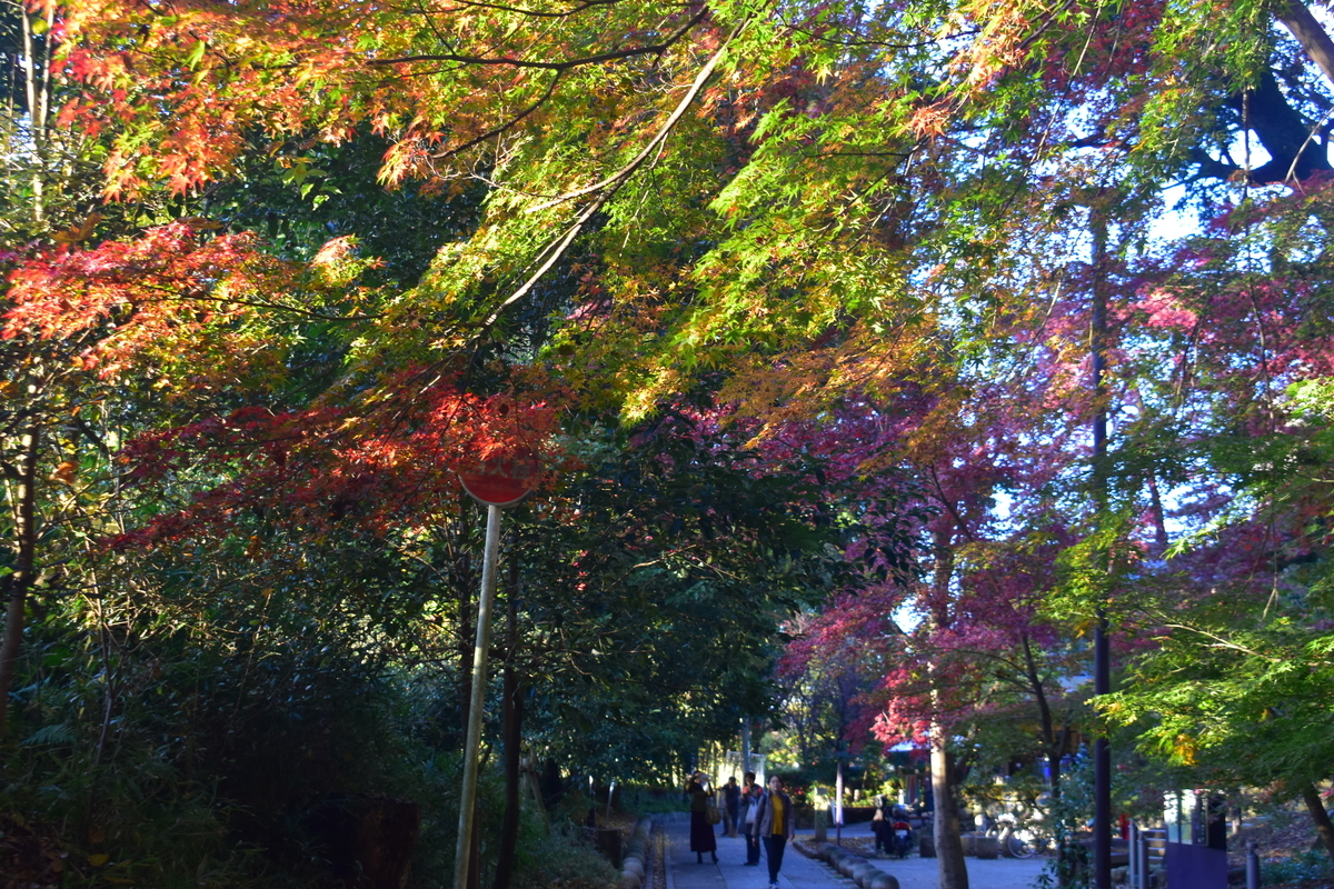 さわらびの道の紅葉 見頃 2019年11月30日 撮影:MKタクシー
