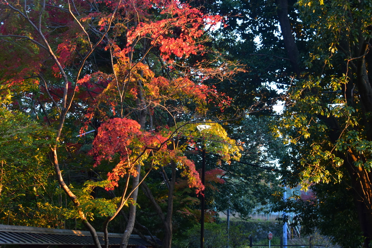 さわらびの道の紅葉 見頃近し 2018年11月24日 撮影:MKタクシー