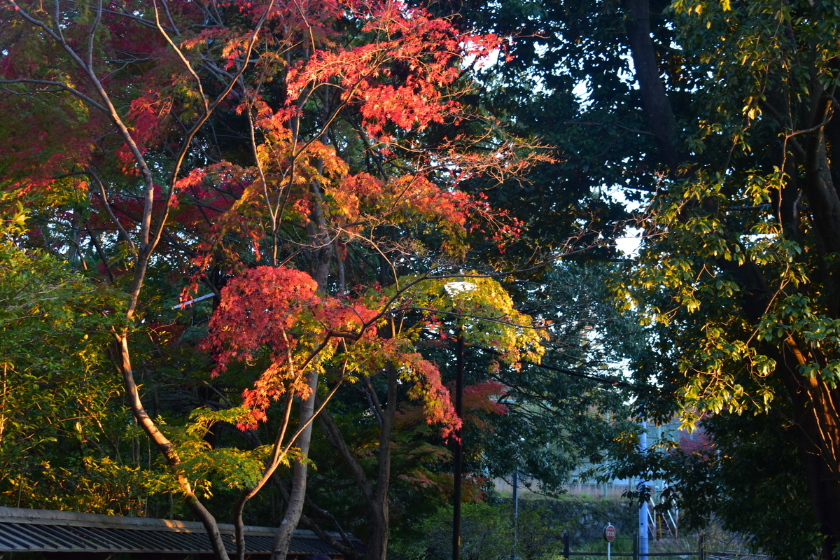 さわらびの道の紅葉　見頃近し　2018年11月24日　撮影：MKタクシー