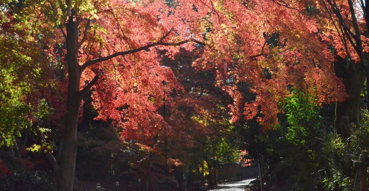 さわらびの道の紅葉 見頃 2017年12月2日 撮影:MKタクシー