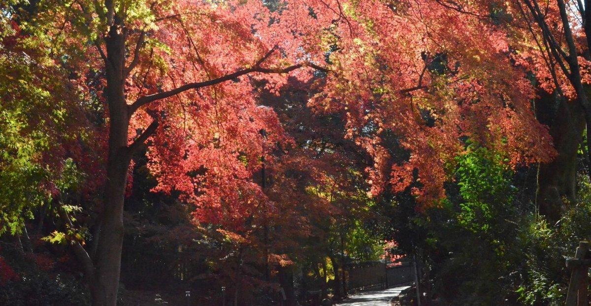 さわらびの道の紅葉　見頃　2017年12月2日　撮影：MKタクシー