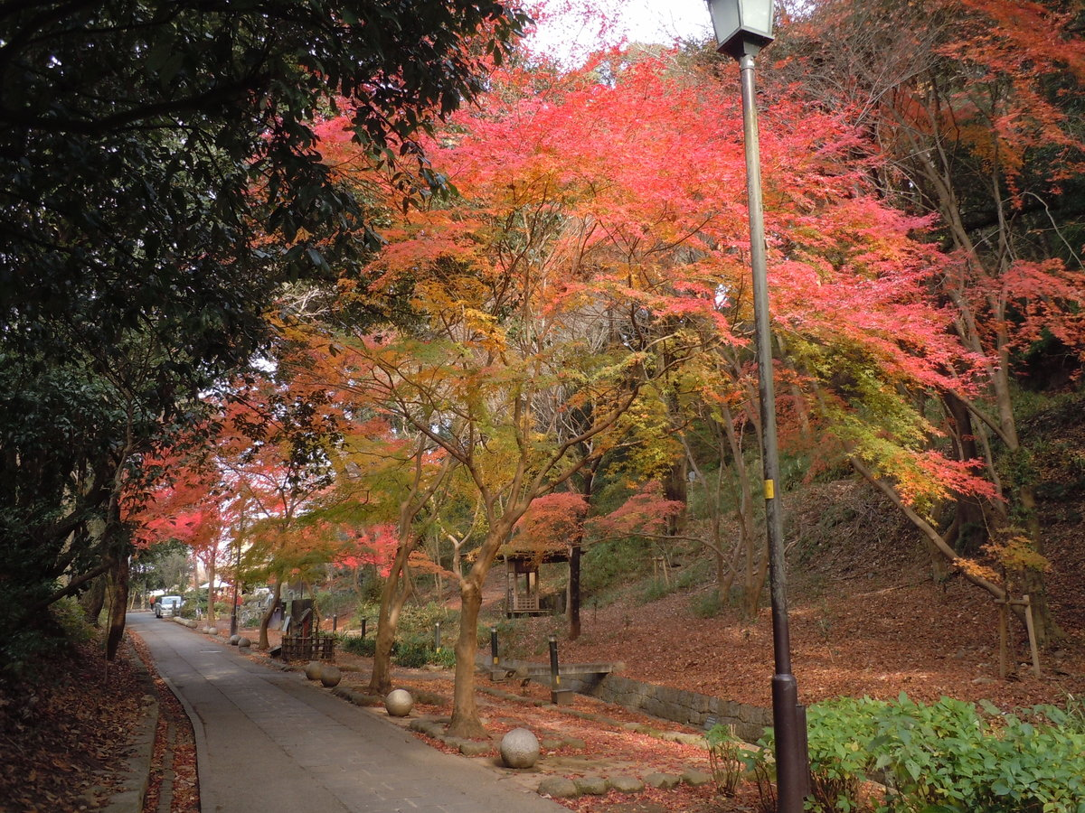 さわらびの道の紅葉　見頃　2010年12月19日　撮影：MKタクシー