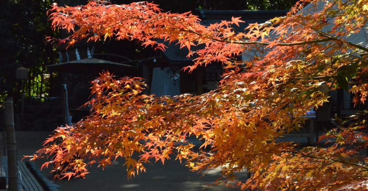 宇治上神社境内の紅葉　見頃　2017年12月2日　撮影：MKタクシー