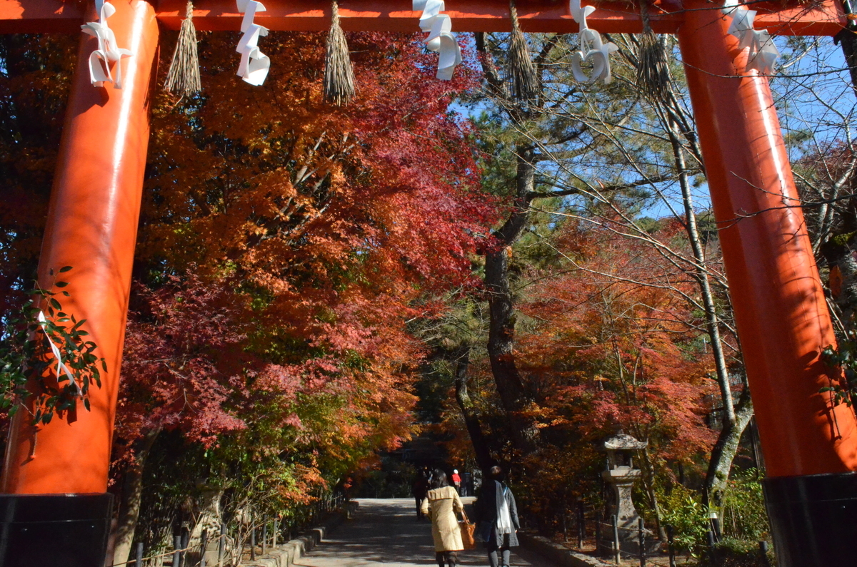 宇治上神社・鳥居の紅葉　見頃　2017年12月2日　撮影：MKタクシー