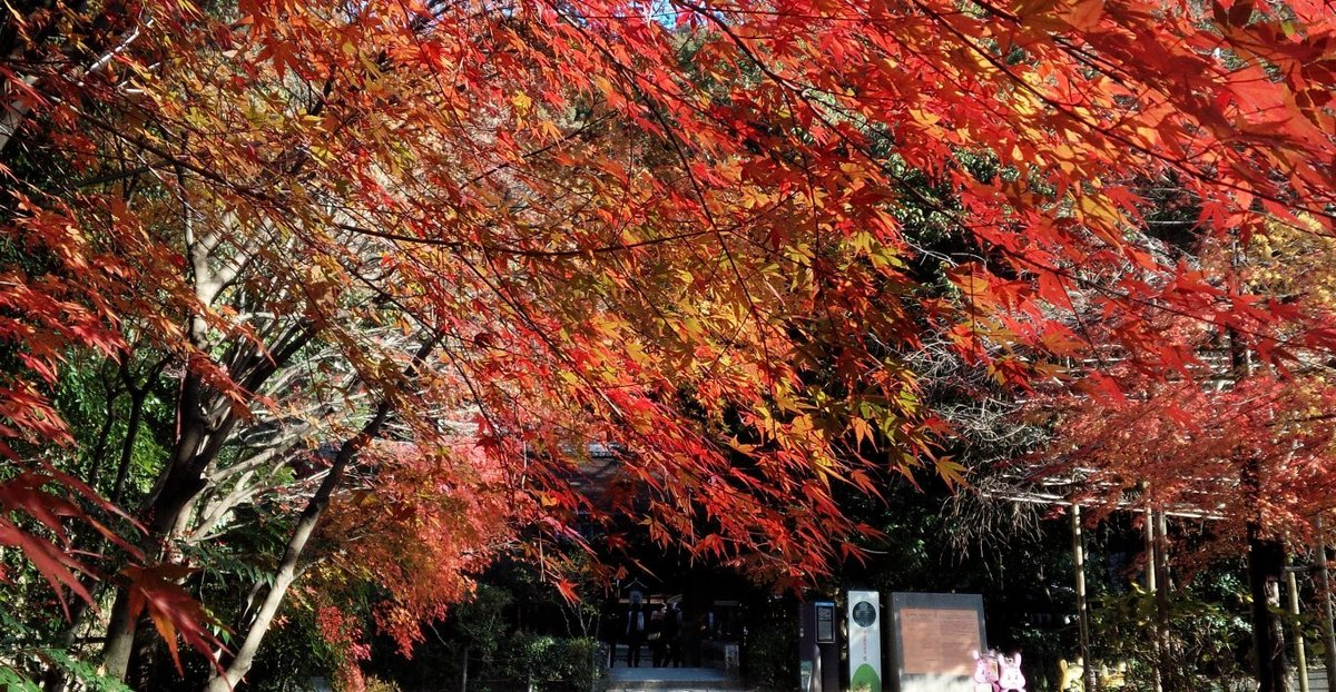 宇治上神社・参道の紅葉 見頃 2018年12月11日 撮影:MKタクシー