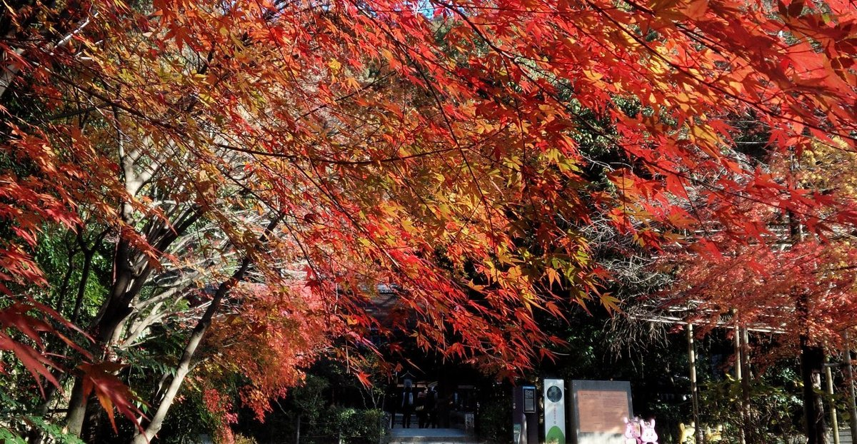 宇治上神社・参道の紅葉　見頃　2018年12月11日　撮影：MKタクシー