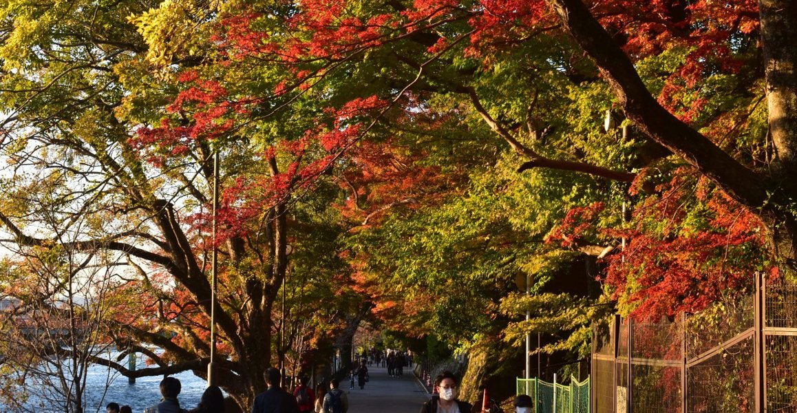 朝霧通の紅葉 見頃 2018年11月24日 撮影:MKタクシー