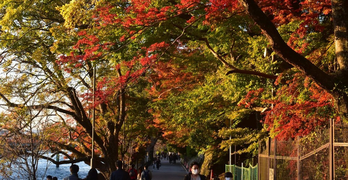 朝霧通の紅葉　見頃　2018年11月24日　撮影：MKタクシー