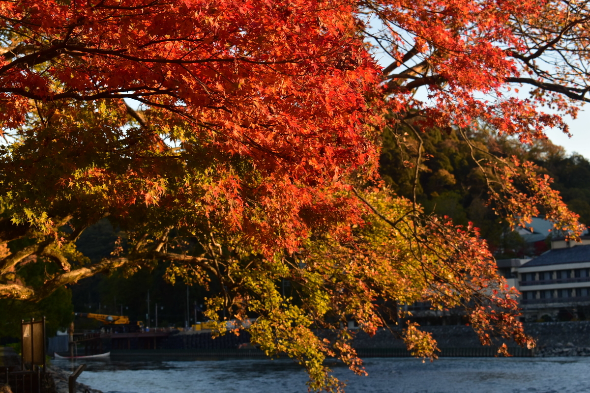 朝霧通の紅葉　見頃　2018年11月24日　撮影：MKタクシー