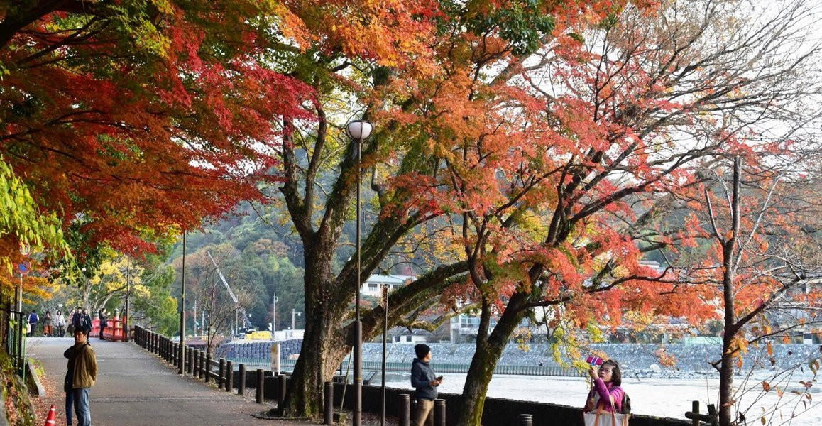 朝霧通の紅葉 見頃 2018年12月1日 撮影:MKタクシー